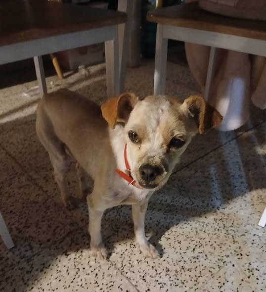Foto del avistamiento de perro