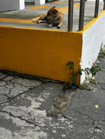 Foto del avistamiento de perro