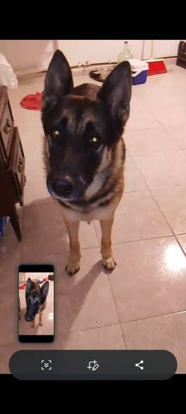 Foto del avistamiento de perro