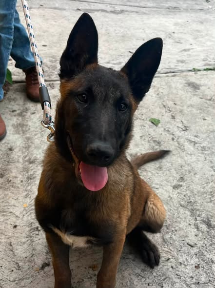 Foto del avistamiento de perro