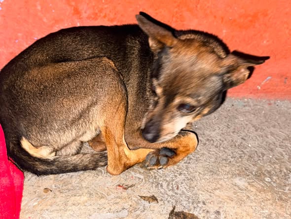 Foto del avistamiento de perro