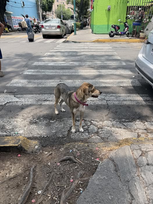 Dog sighting photo