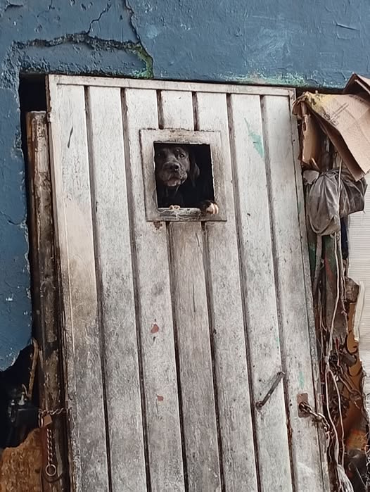 Foto del avistamiento de perro