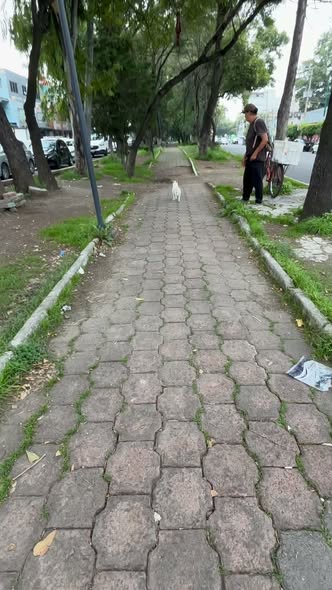 Dog sighting photo