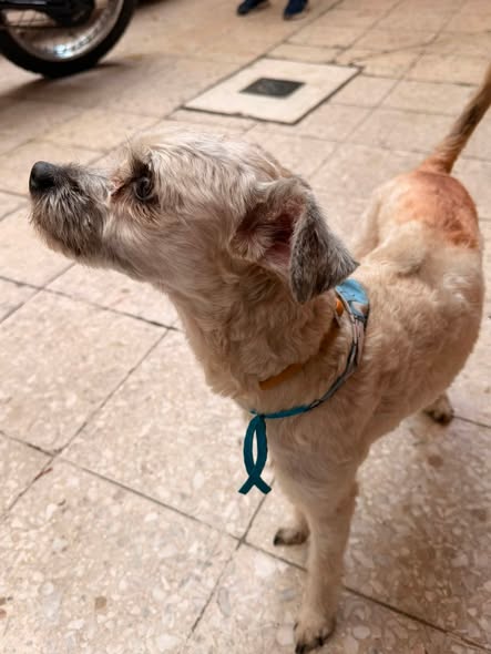 Dog sighting photo