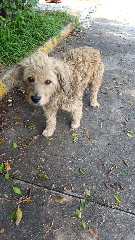 Dog sighting photo