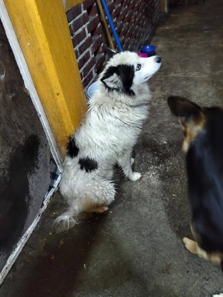 Dog sighting photo