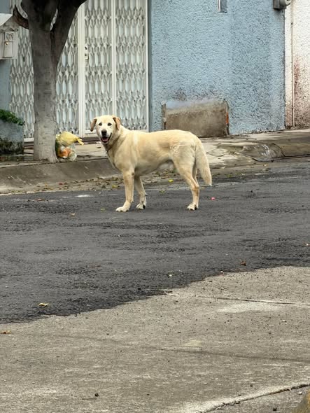Foto del avistamiento de perro