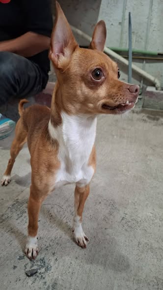 Foto del avistamiento de perro