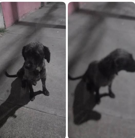Foto del avistamiento de perro