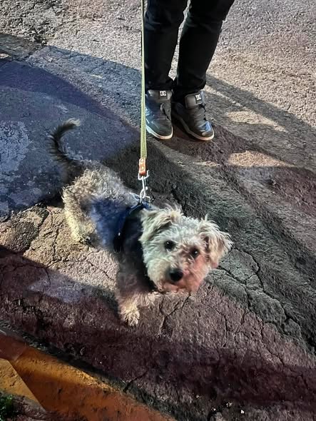 Foto del avistamiento de perro