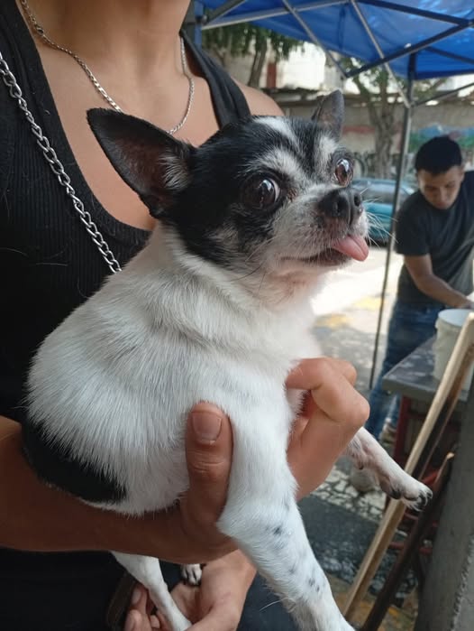 Dog sighting photo