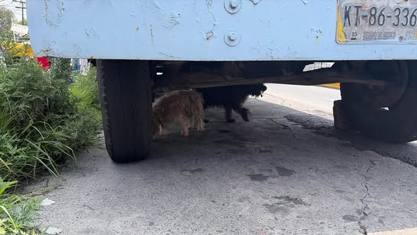 Foto del avistamiento de perro