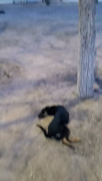 Foto del avistamiento de perro