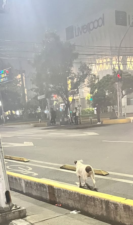 Foto del avistamiento de perro