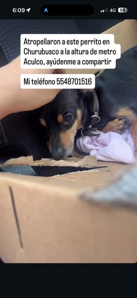 Dog sighting photo