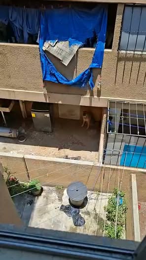 Foto del avistamiento de perro