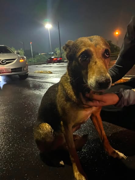 Foto del avistamiento de perro