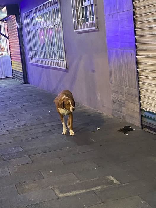 Foto del avistamiento de perro