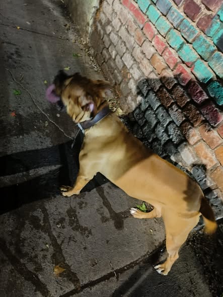Foto del avistamiento de perro