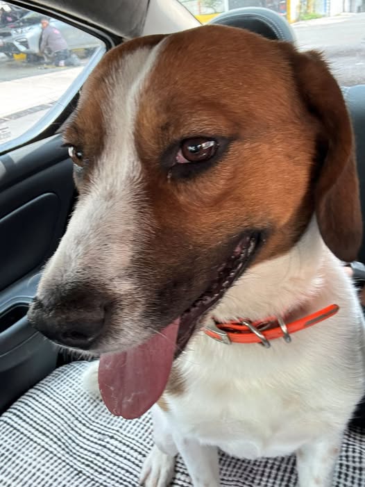 Foto del avistamiento de perro