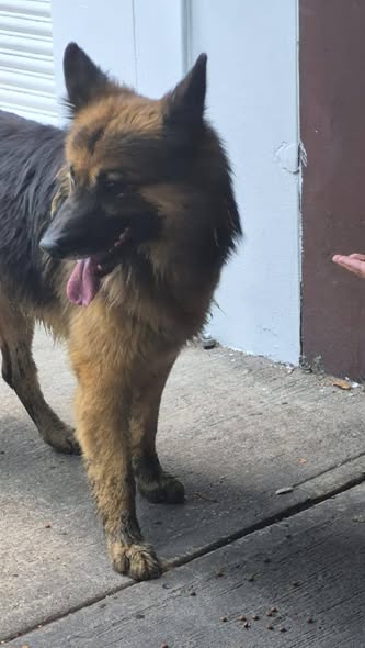 Foto del avistamiento de perro