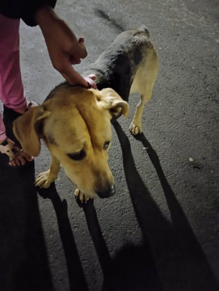 Foto del avistamiento de perro