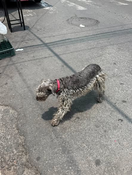 Foto del avistamiento de perro