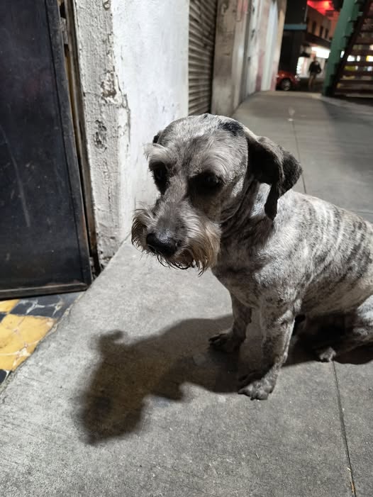 Foto del avistamiento de perro