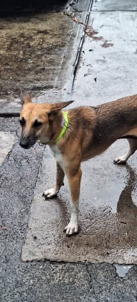 Dog sighting photo