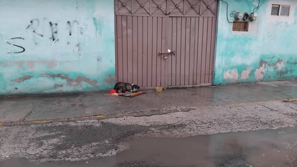 Dog sighting photo