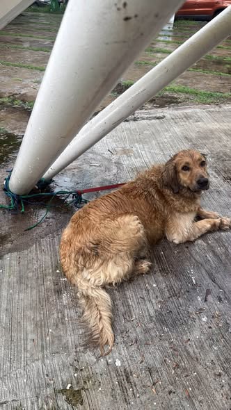 Foto del avistamiento de perro