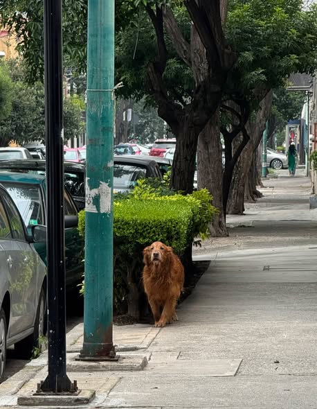 Foto del avistamiento de perro