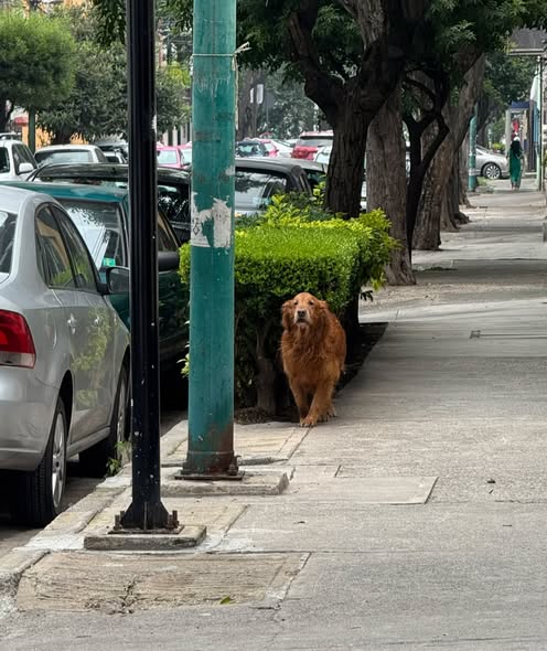 Foto del avistamiento de perro