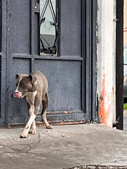 Foto del avistamiento de perro