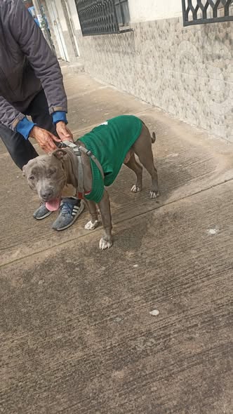 Foto del avistamiento de perro