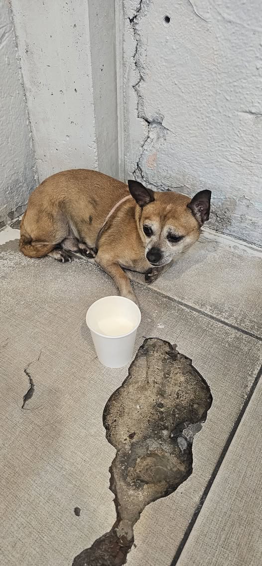 Foto del avistamiento de perro