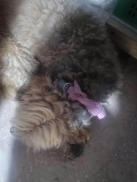 Foto del avistamiento de perro