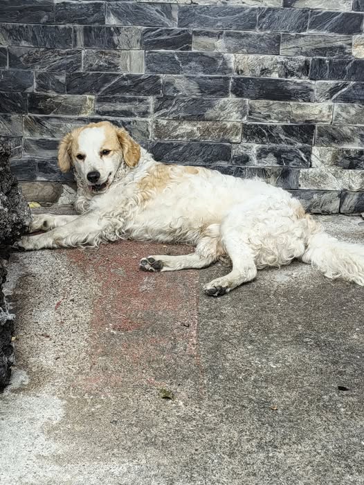 Foto del avistamiento de perro