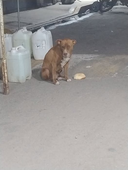 Foto del avistamiento de perro
