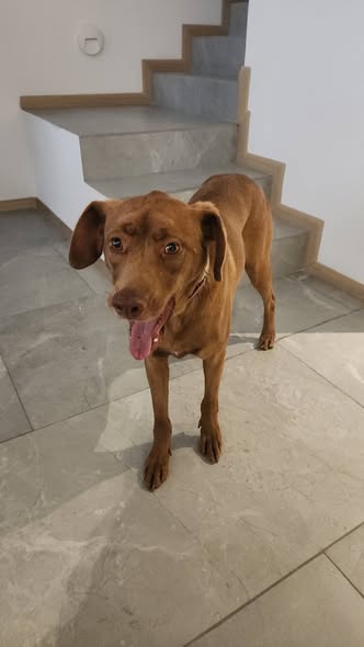 Foto del avistamiento de perro
