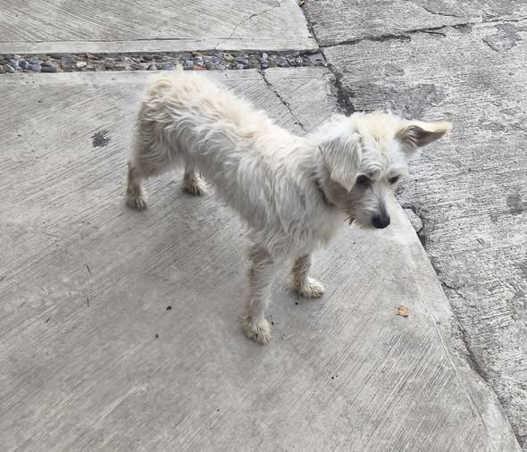 Foto del avistamiento de perro