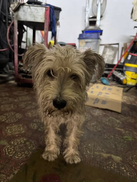 Foto del avistamiento de perro