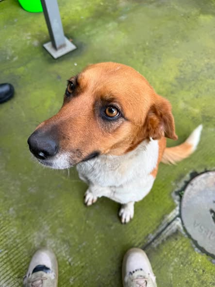 Dog sighting photo