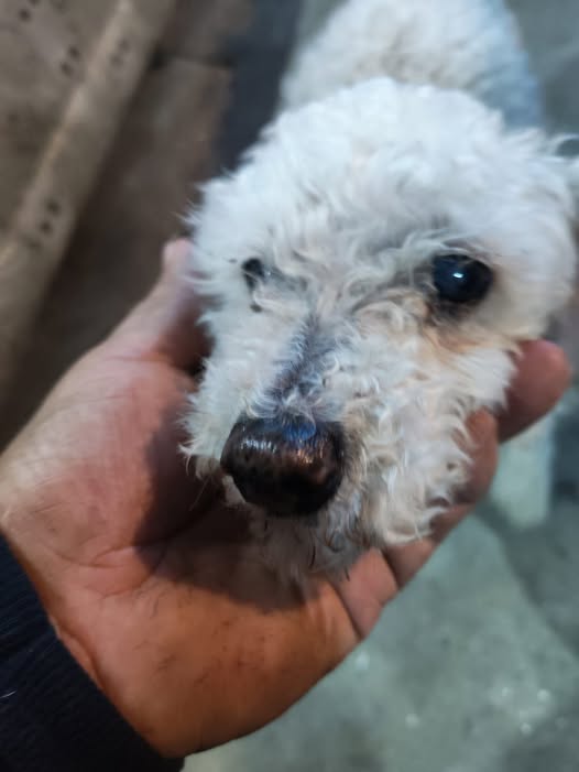 Foto del avistamiento de perro