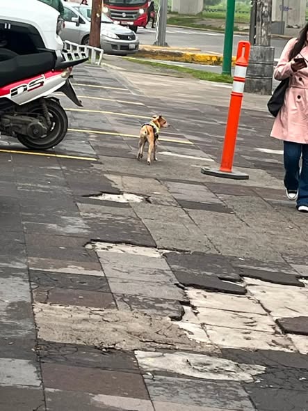 Foto del avistamiento de perro