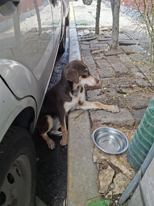 Foto del avistamiento de perro