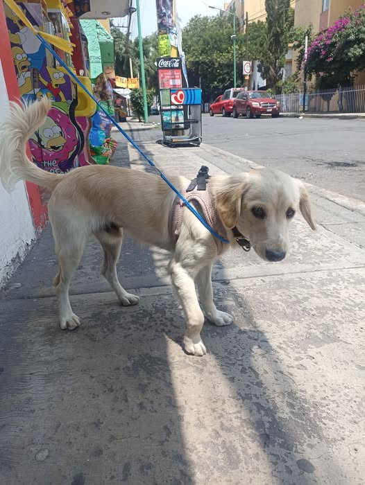 Foto del avistamiento de perro