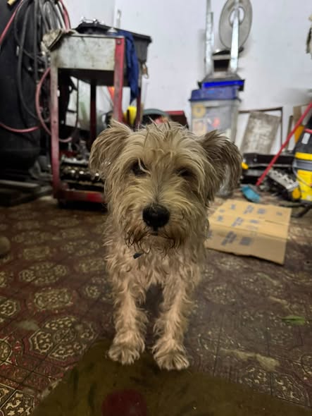 Foto del avistamiento de perro