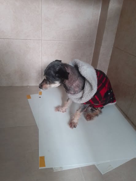 Foto del avistamiento de perro